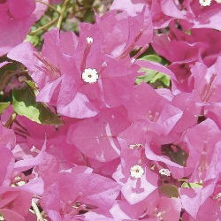 Bougainvillea